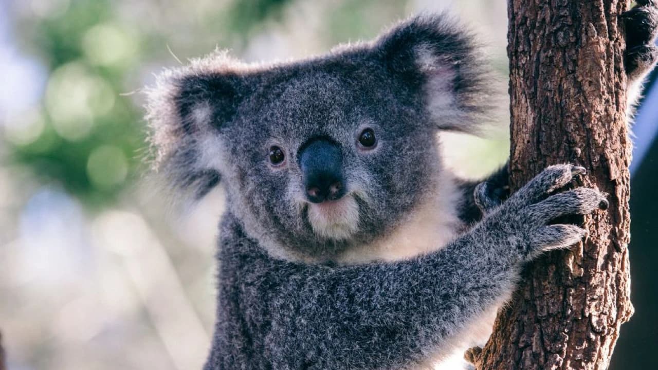 Taronga Zoo Ticket with Optional Round Trip Ferry - Photo 3