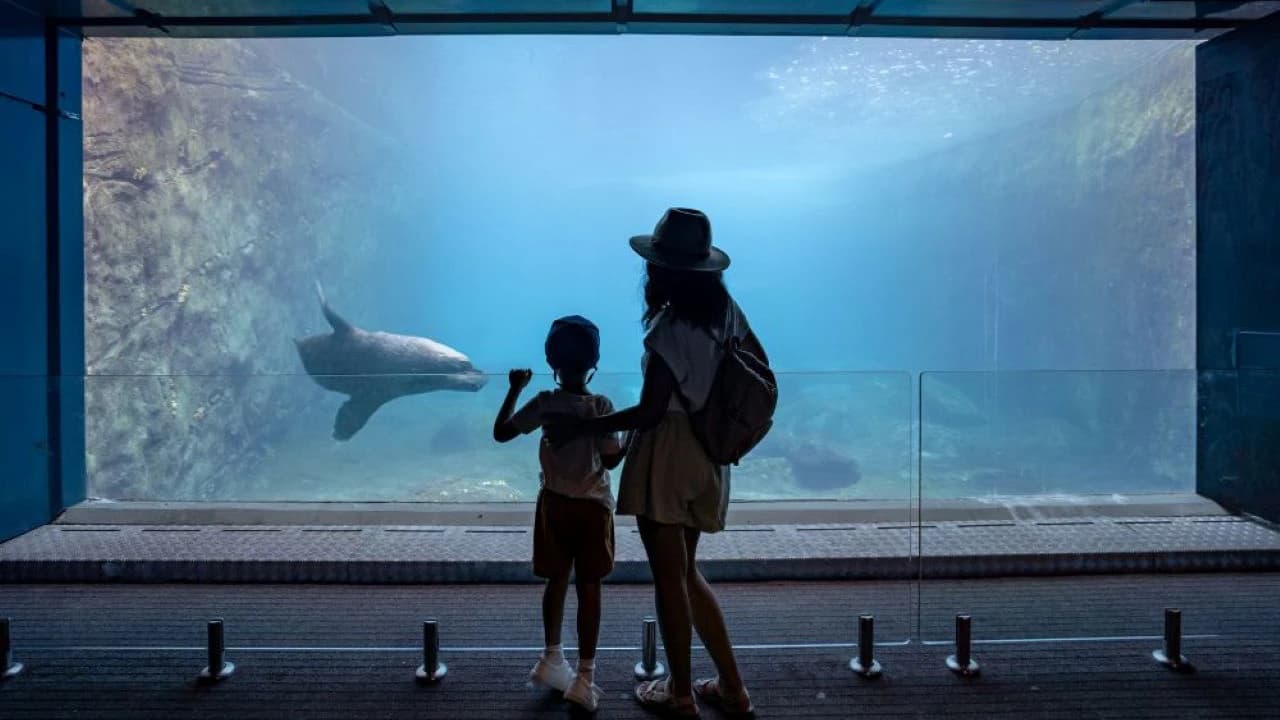 Taronga Zoo Ticket with Optional Round Trip Ferry - image 6