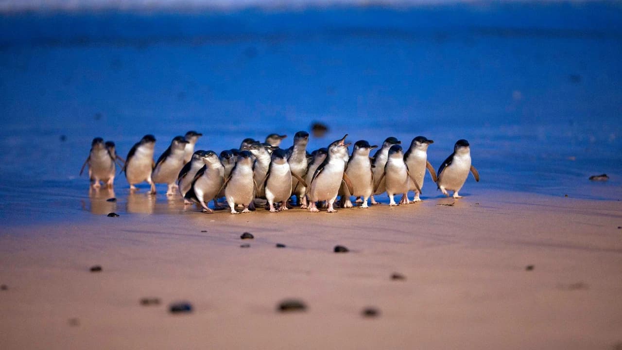 Phillip Island Nature Parks - Three-Park Pass - Photo 1