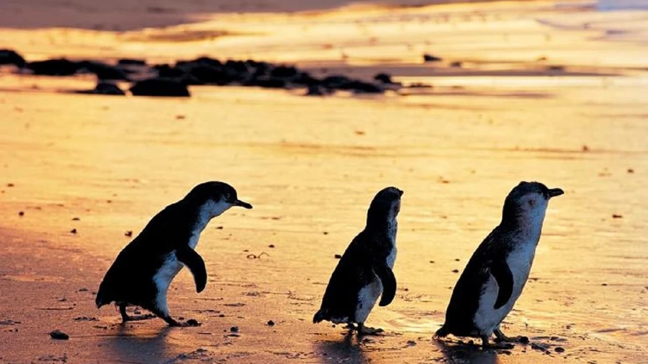 Phillip Island Nature Parks - Three-Park Pass - Photo 5