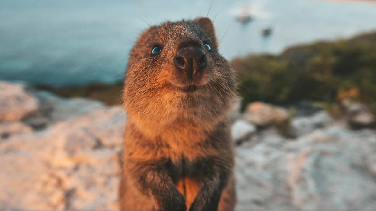 Rottnest Island Bus Tour with Round Trip Rottnest Express Ferry Transfer - Photo 4