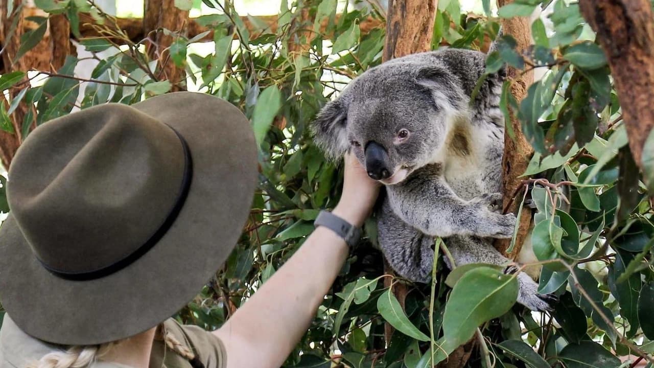 Lone Pine Koala Sanctuary Entry Ticket with Cruise from Brisbane City - Photo 2