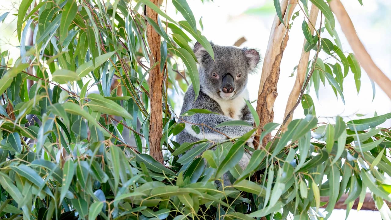 Lone Pine Koala Sanctuary Entry Ticket with Cruise from Brisbane City - image 6