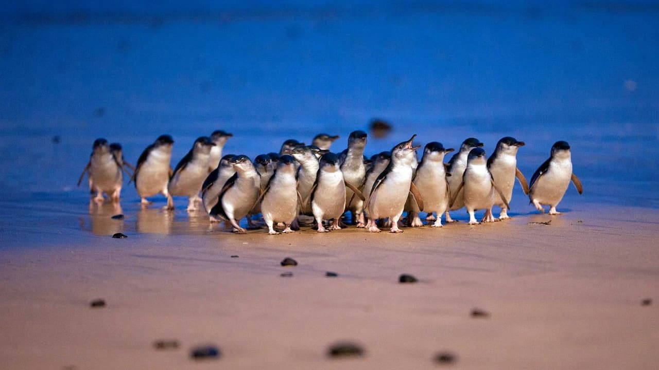 Phillip Island with Penguin Parade Eco Tour - Photo 1