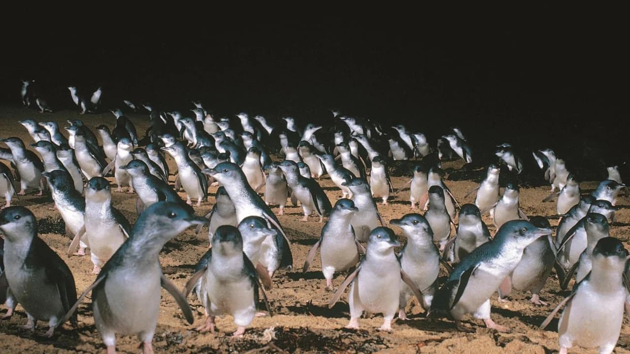Phillip Island with Penguin Parade Eco Tour - Photo 4