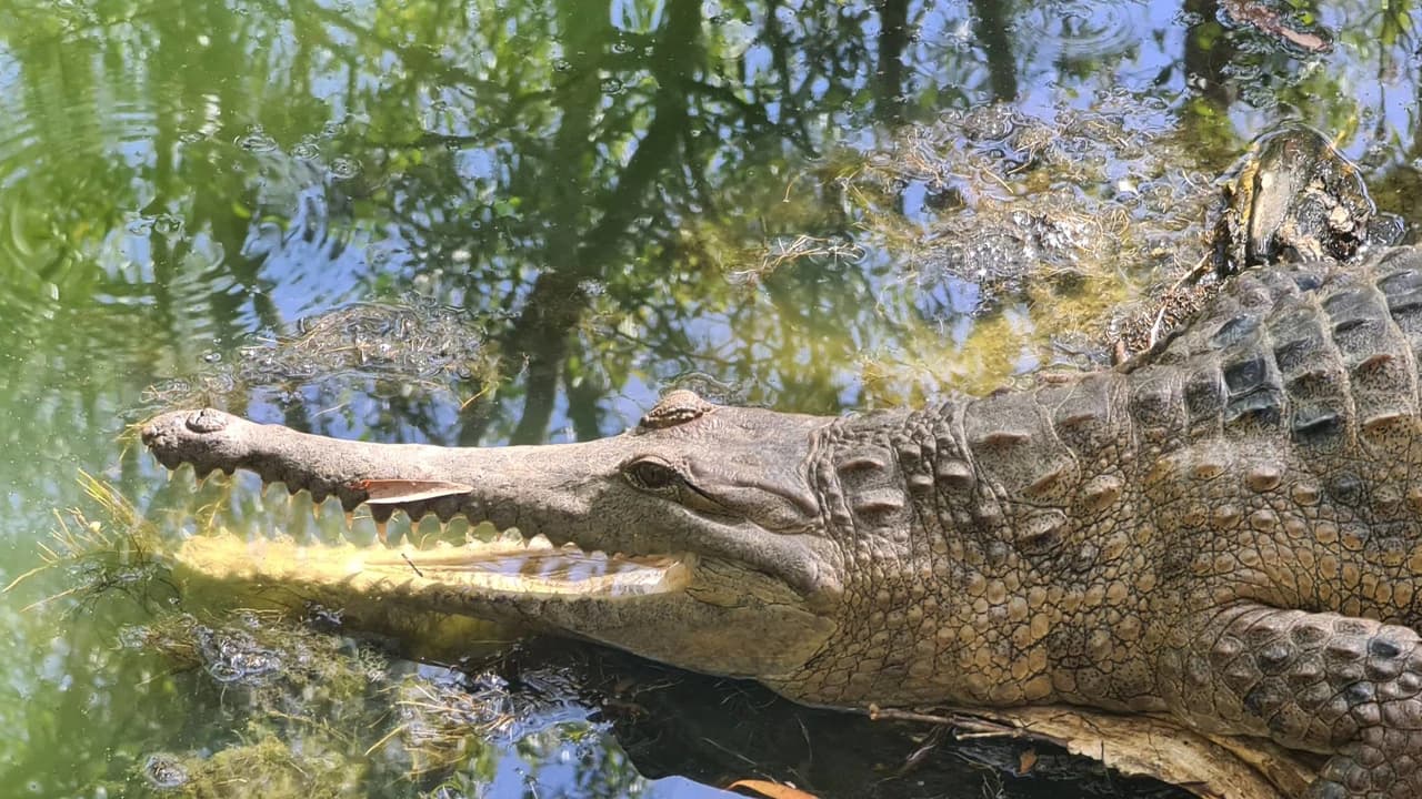 Hartley's Crocodile Adventures - Photo 3