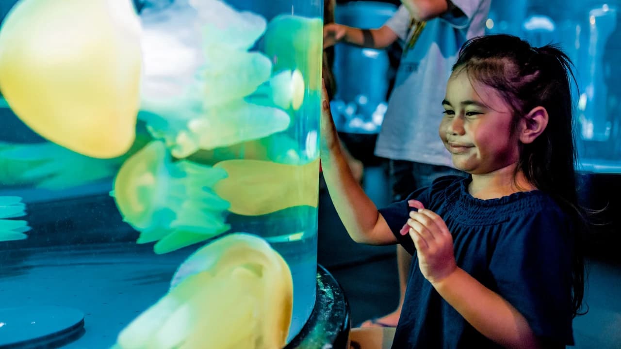 SEA LIFE Sydney Aquarium Direct Entry Ticket - Photo 2