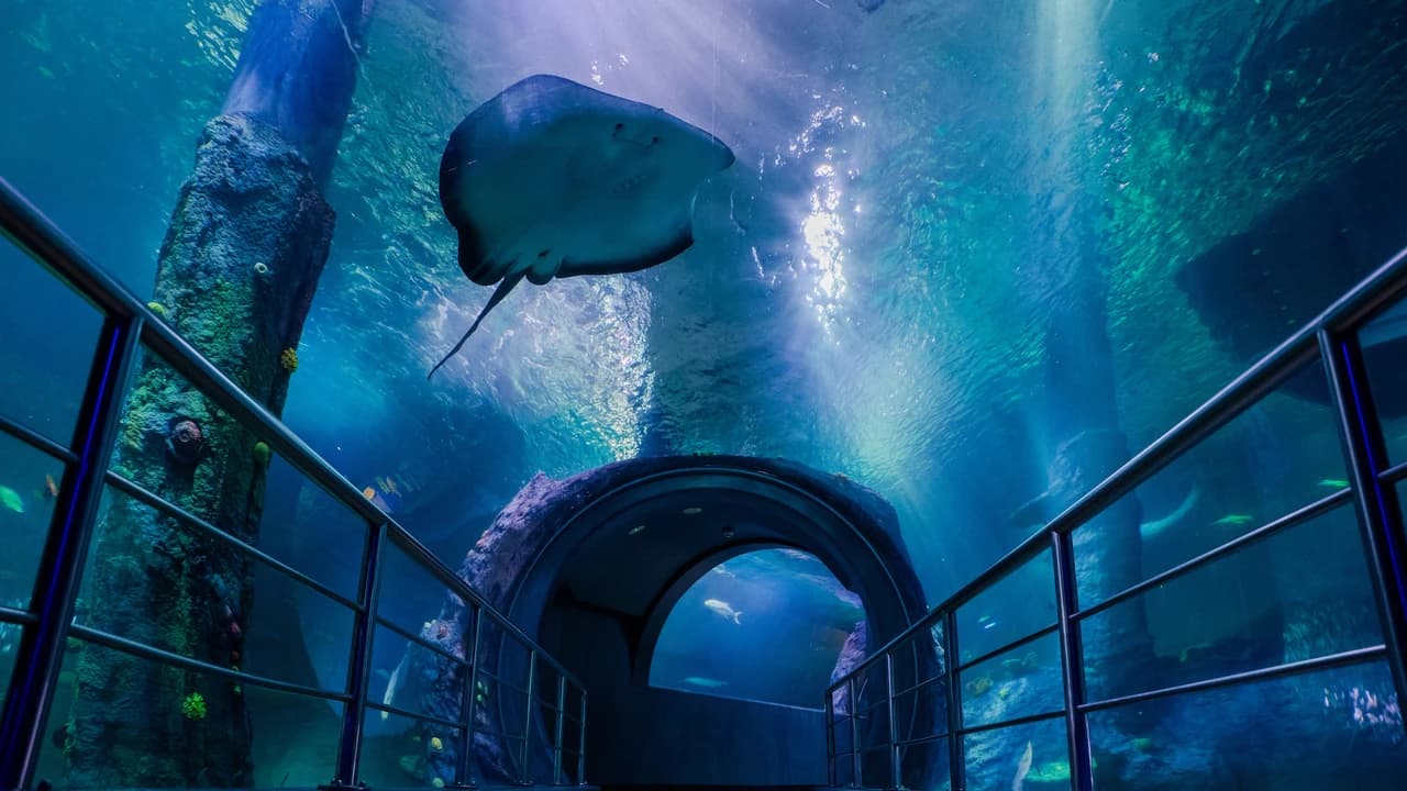 SEA LIFE Melbourne Aquarium Direct Entry Ticket - Photo 2