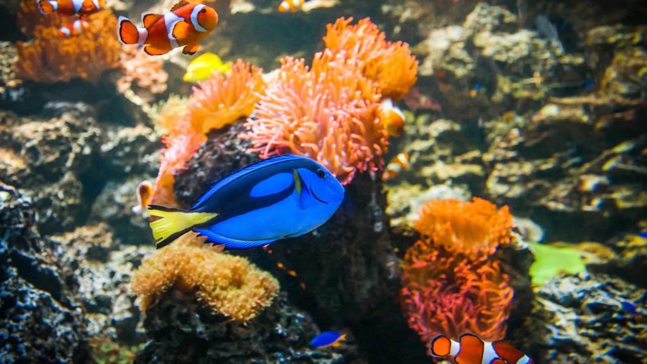 SEA LIFE Melbourne Aquarium Direct Entry Ticket - Photo 4