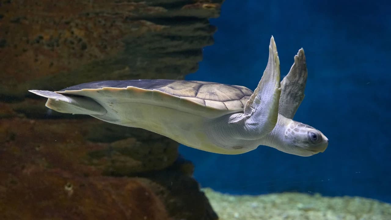 SEA LIFE Melbourne Aquarium Direct Entry Ticket - Photo 5