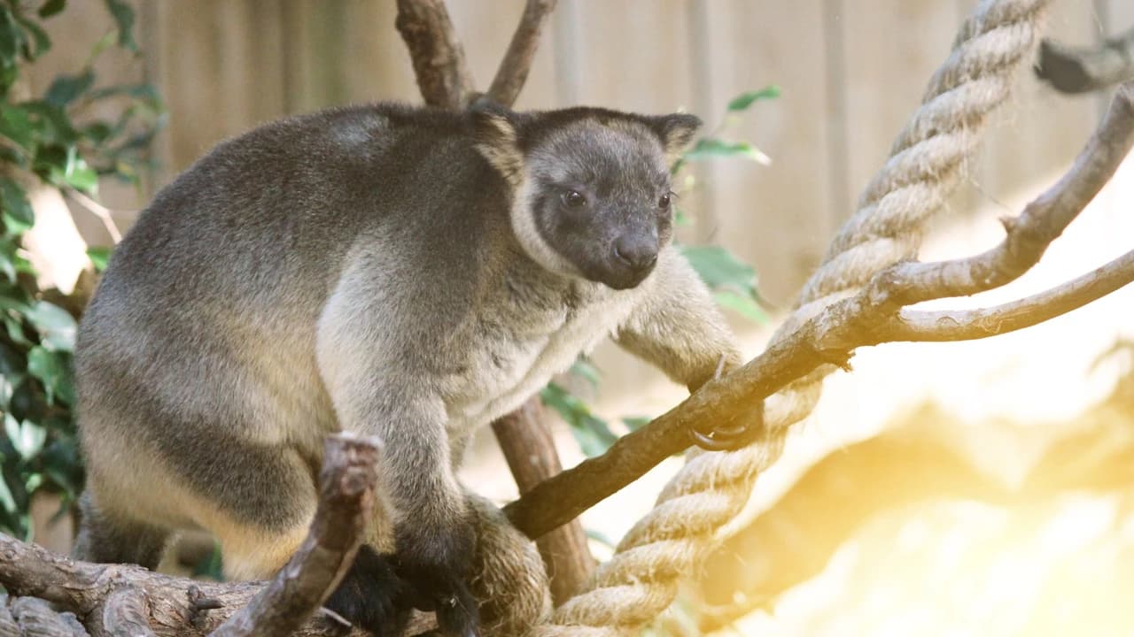 Dreamworld Gold Coast Ticket - Photo 4