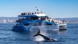 Gold Coast Whale Watching Cruise aboard Sea World Cruises - image 8