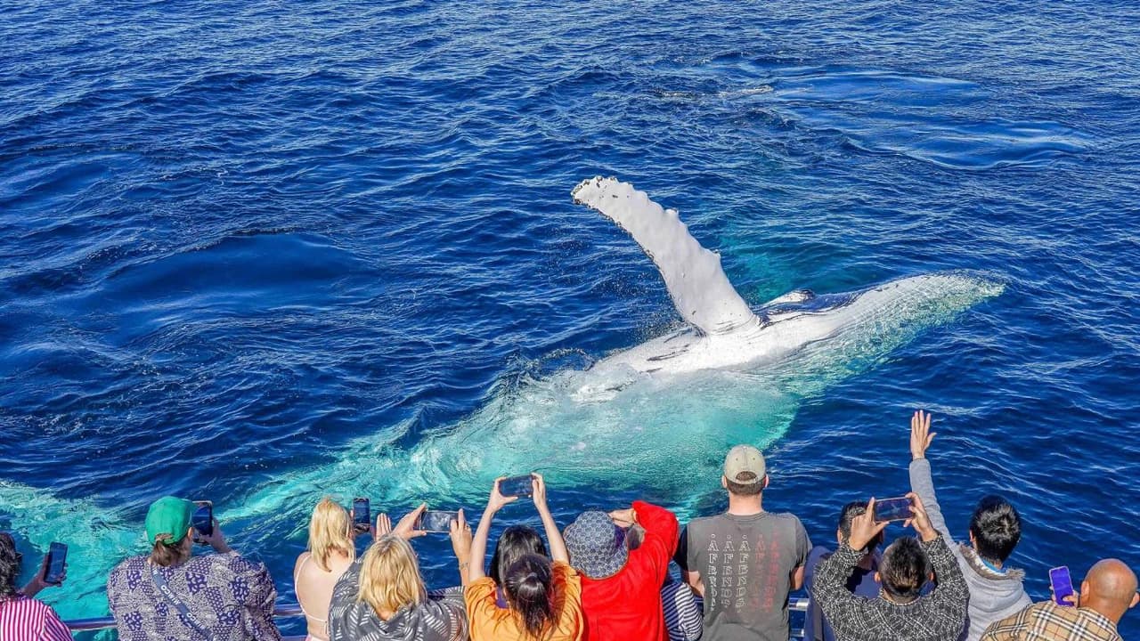 Gold Coast Whale Watching Cruise aboard Sea World Cruises - Photo 4