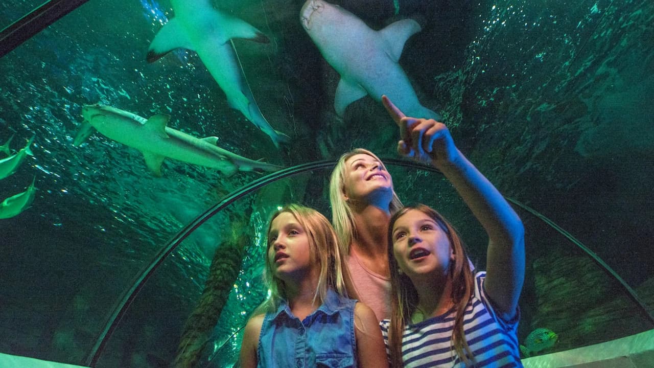 SEA LIFE Sunshine Coast Aquarium Direct Entry Ticket - Photo 1