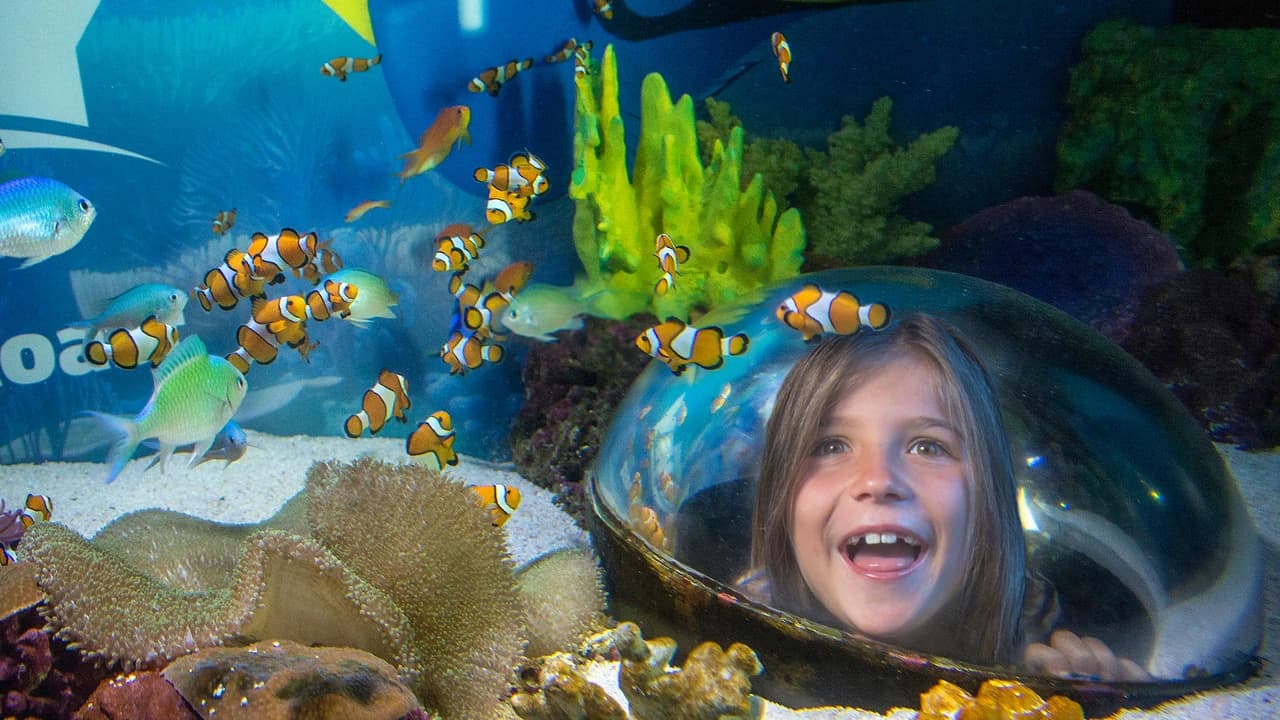 SEA LIFE Sunshine Coast Aquarium Direct Entry Ticket - Photo 4
