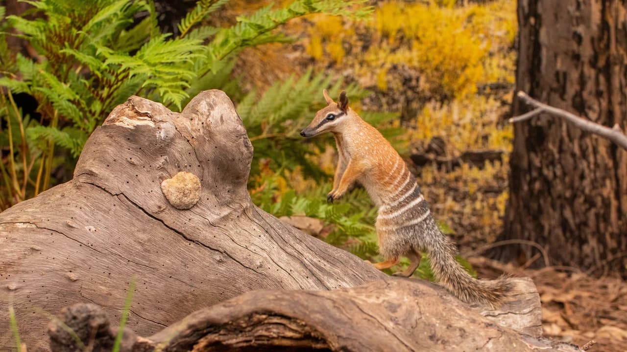 WILD LIFE Sydney Zoo Direct Entry Ticket - image 8