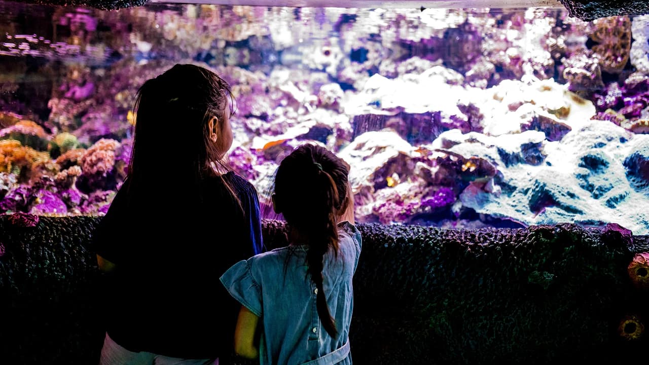 Sydney Multi-Attraction Pass - image 7