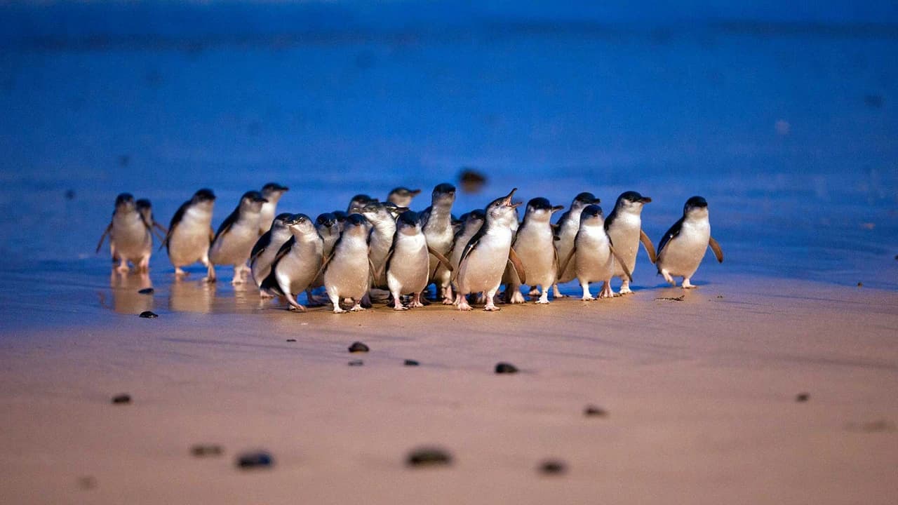 Phillip Island Nature Parks - Penguin Parade Ticket - Photo 1
