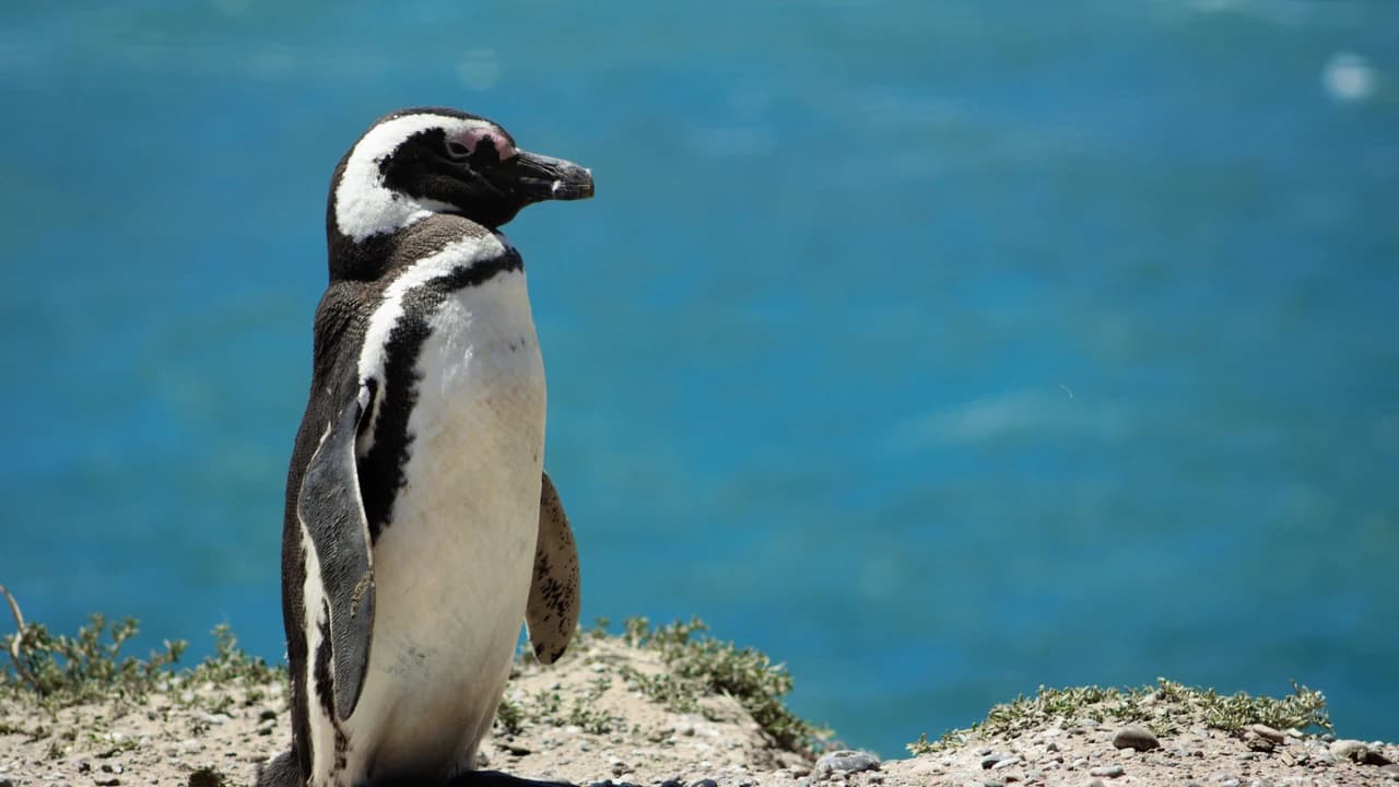 Phillip Island Nature Parks - Penguin Parade Ticket - Photo 2