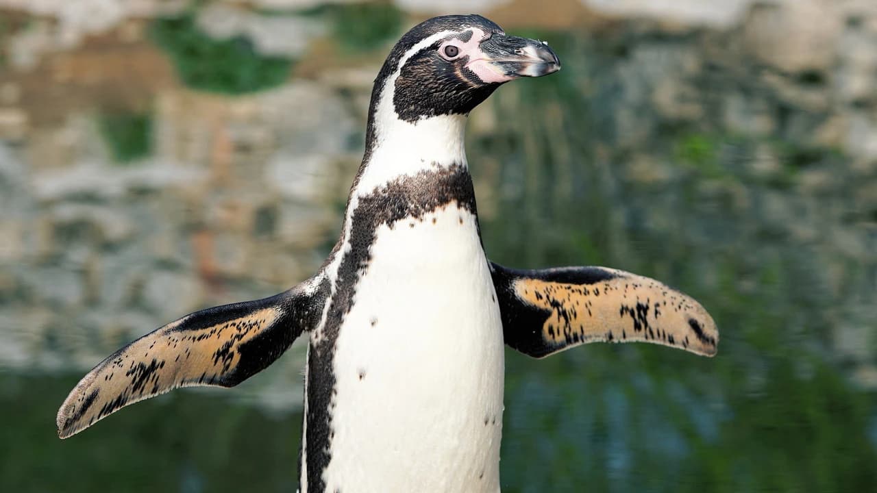 Phillip Island Nature Parks - Penguin Parade Ticket - Photo 3