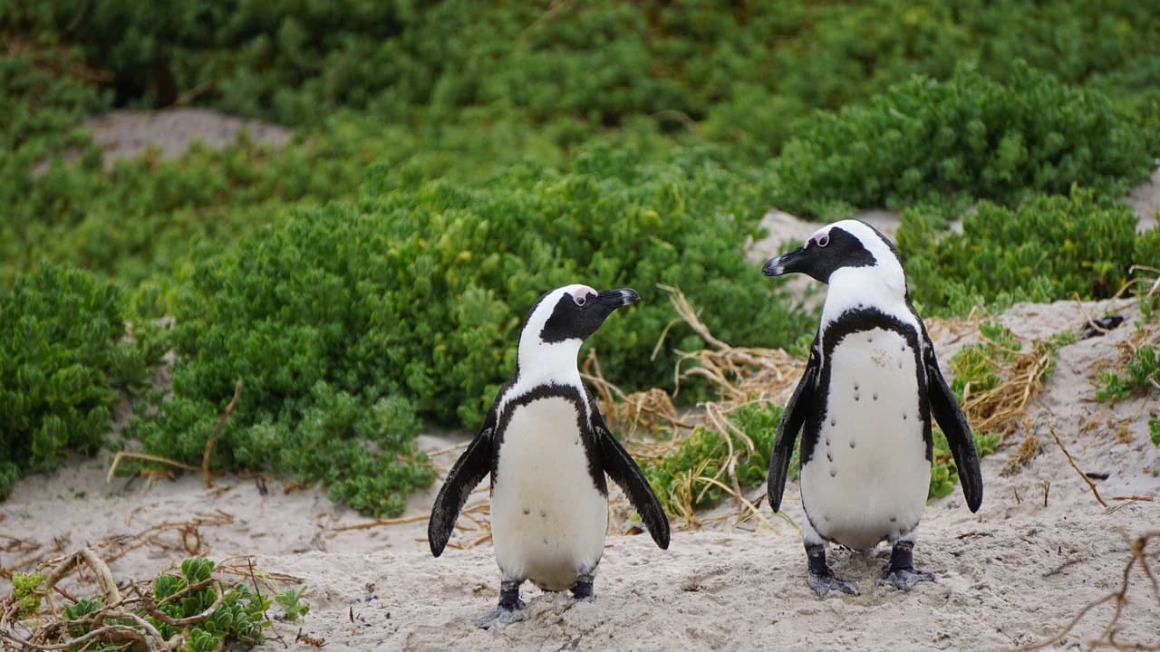 Phillip Island Nature Parks - Penguin Parade Ticket - Photo 4
