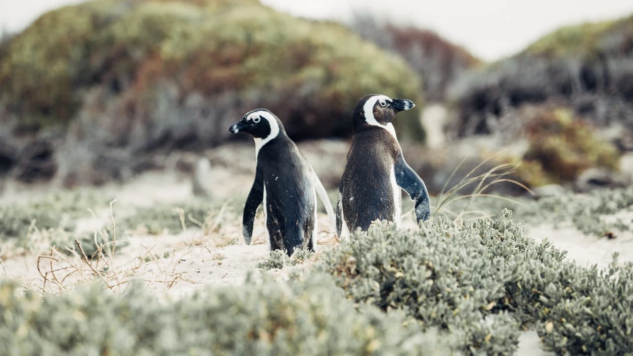 Phillip Island Nature Parks - Penguin Parade Ticket - Photo 5