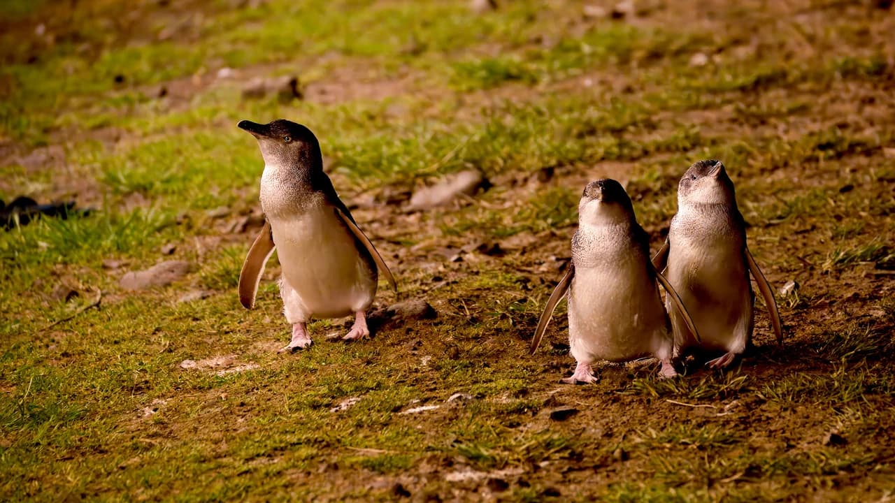Phillip Island Nature Parks - Penguin Parade Ticket - image 8