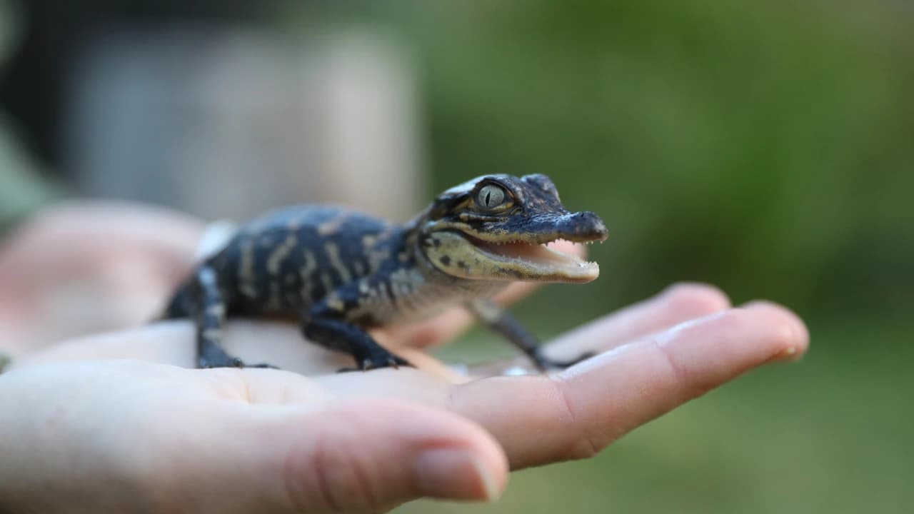 Australian Reptile Park - Photo 2
