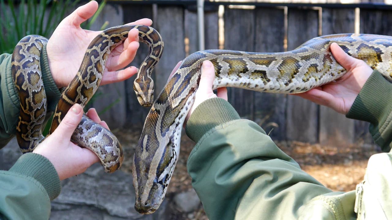 Australian Reptile Park - Photo 4
