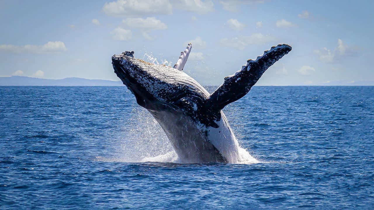 Sydney Harbour Whale Watching Cruise aboard Captain Cook Cruises - Photo 1