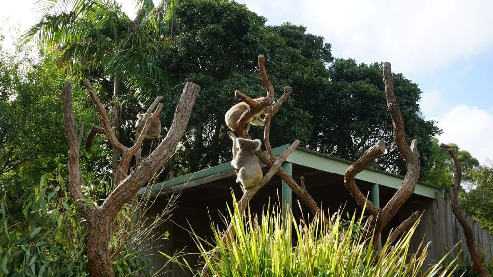 Symbio Wildlife Park Ticket - Photo 3