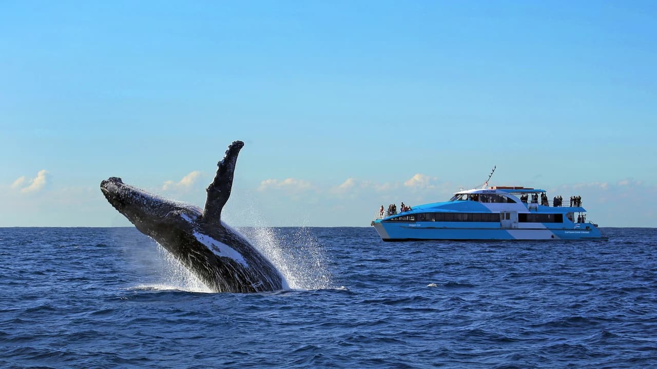 Sydney Harbour Whale Watching Cruise aboard Captain Cook Cruises - Photo 4
