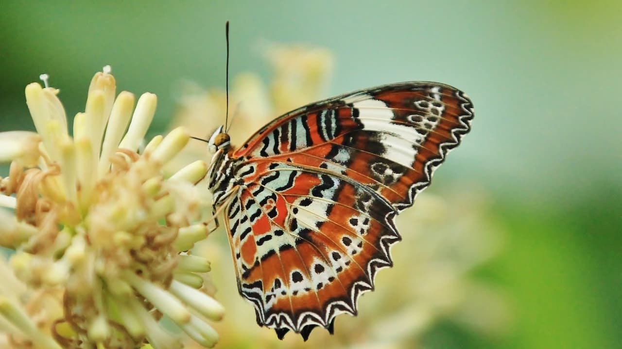 Australian Butterfly Sanctuary - Photo 1