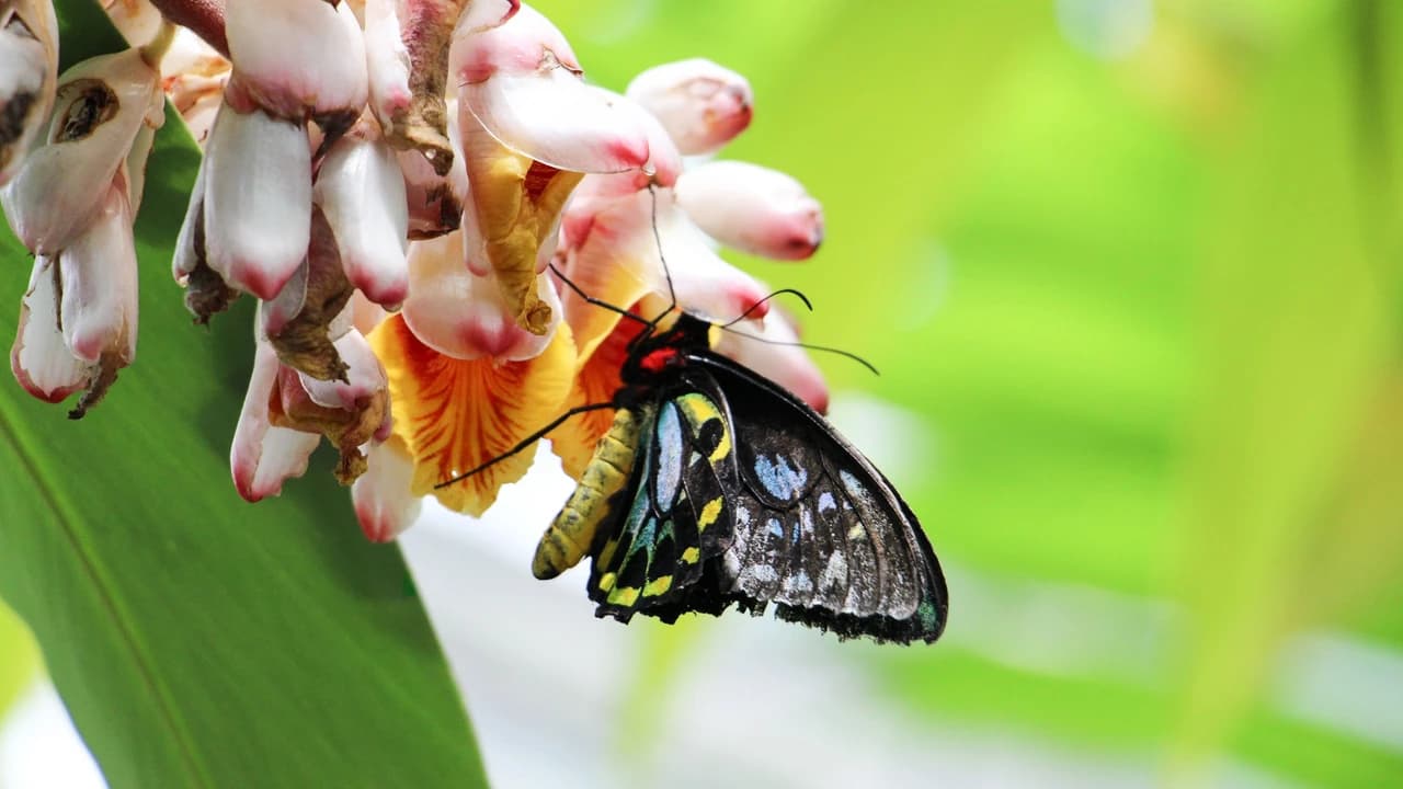 Australian Butterfly Sanctuary - Photo 3