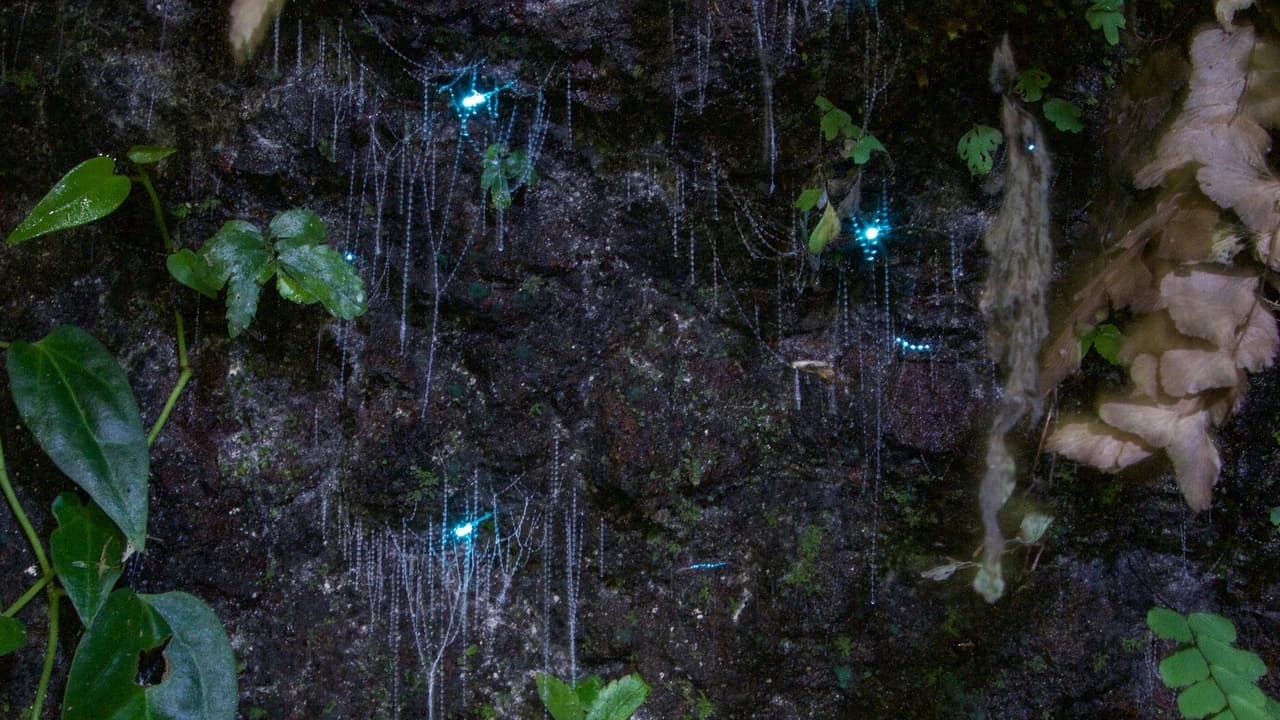 Guided Evening Rainforest Walk and Glow Worms Experience from Gold Coast - Photo 1