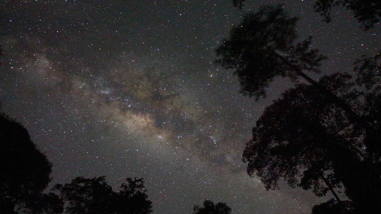 Guided Evening Rainforest Walk and Glow Worms Experience from Gold Coast - Photo 3