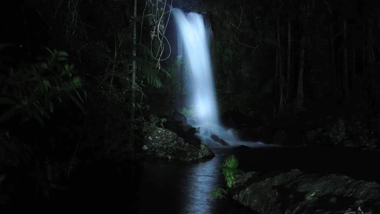 Guided Evening Rainforest Walk and Glow Worms Experience from Gold Coast - Photo 4