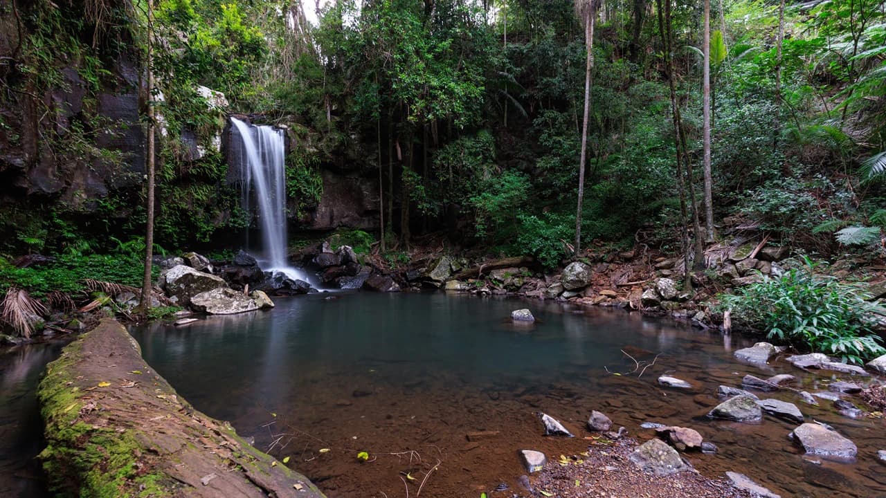 Guided Evening Rainforest Walk and Glow Worms Experience from Gold Coast - image 8