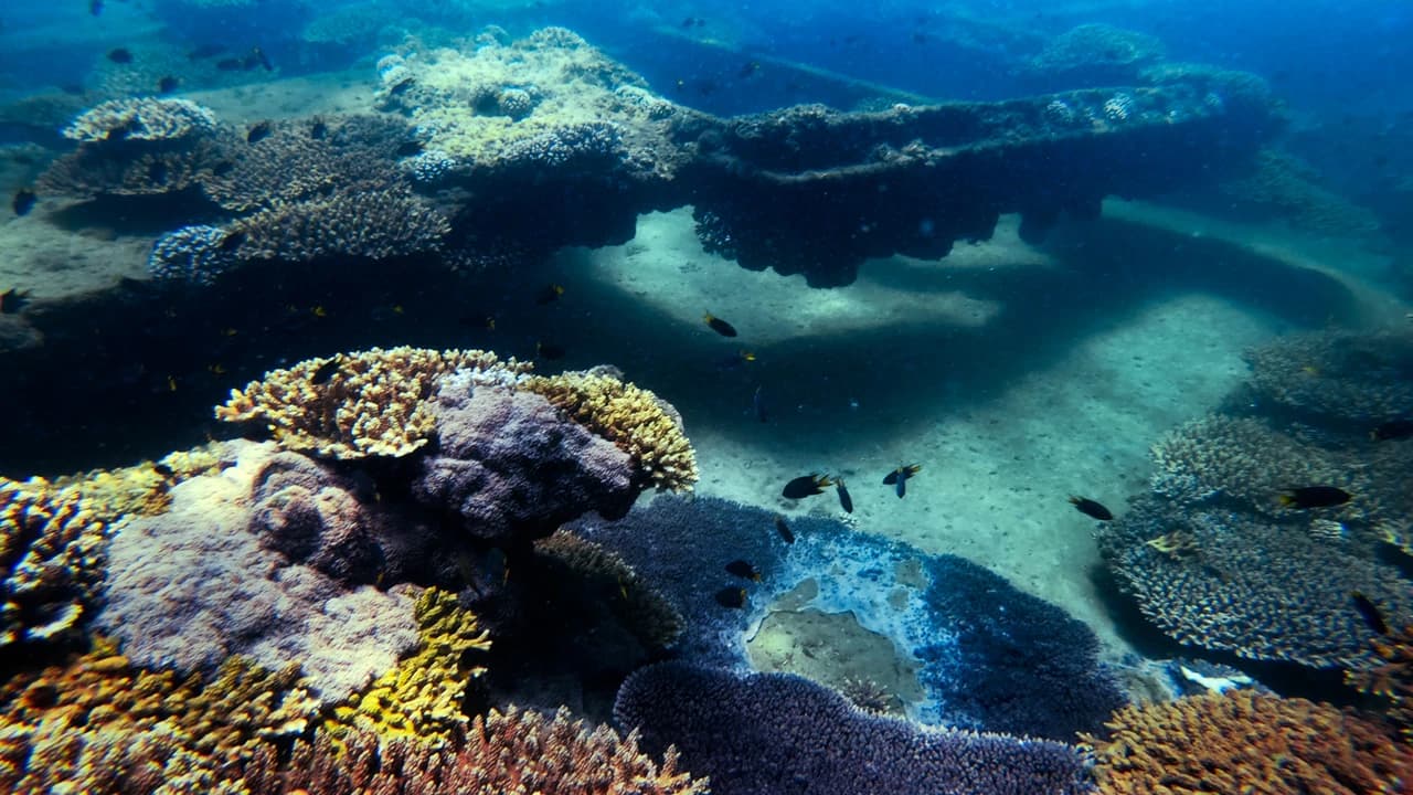 Tangalooma Wrecks & Dolphin Cruise Optional Round transfer from Brisbane City and Gold Coast - Photo 5