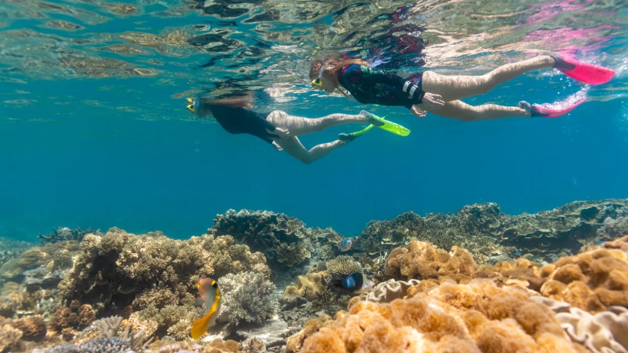 Great Barrier Reef Pontoon Full-Day Tour at Moore Reef - Photo 4
