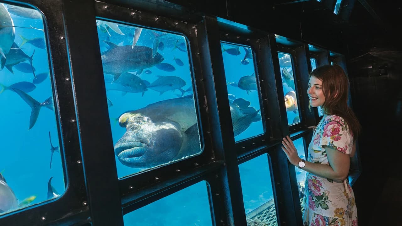 Great Barrier Reef Pontoon Full-Day Tour at Moore Reef - image 8