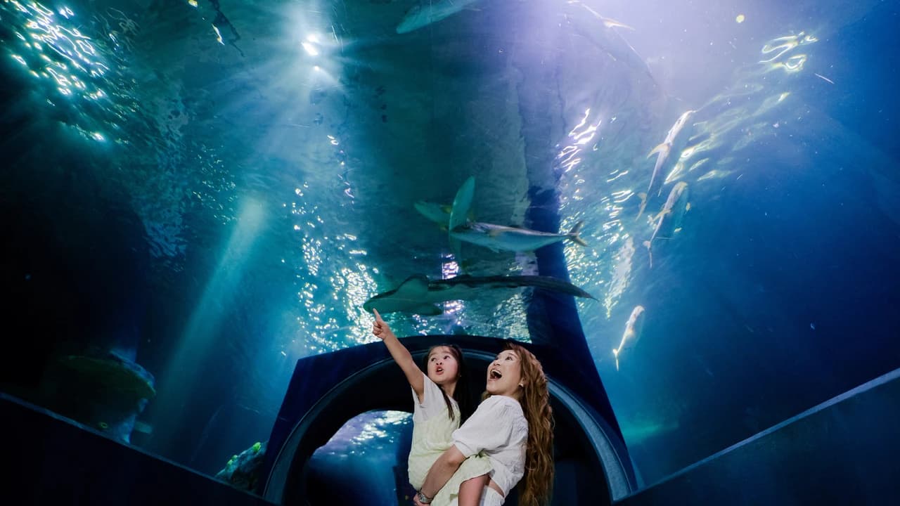 COMBO: Melbourne Skydeck + SEA LIFE Melbourne Aquarium Tickets - image 6
