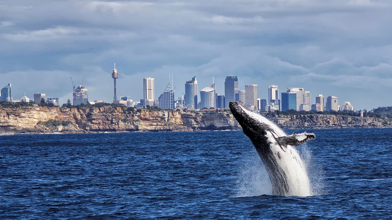 Sydney Whale Watching Cruise with Breakfast or Lunch with Sydney Princess Cruises - Photo 1