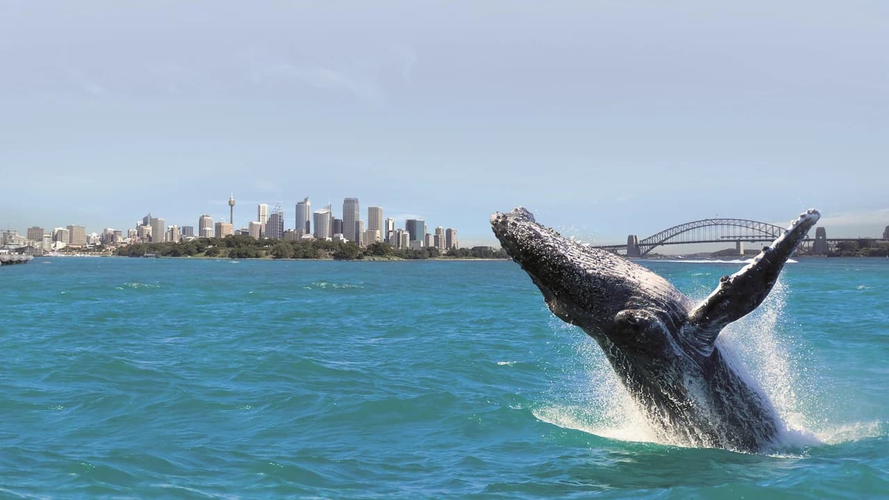 Sydney Whale Watching Cruise with Breakfast or Lunch with Sydney Princess Cruises - Photo 2