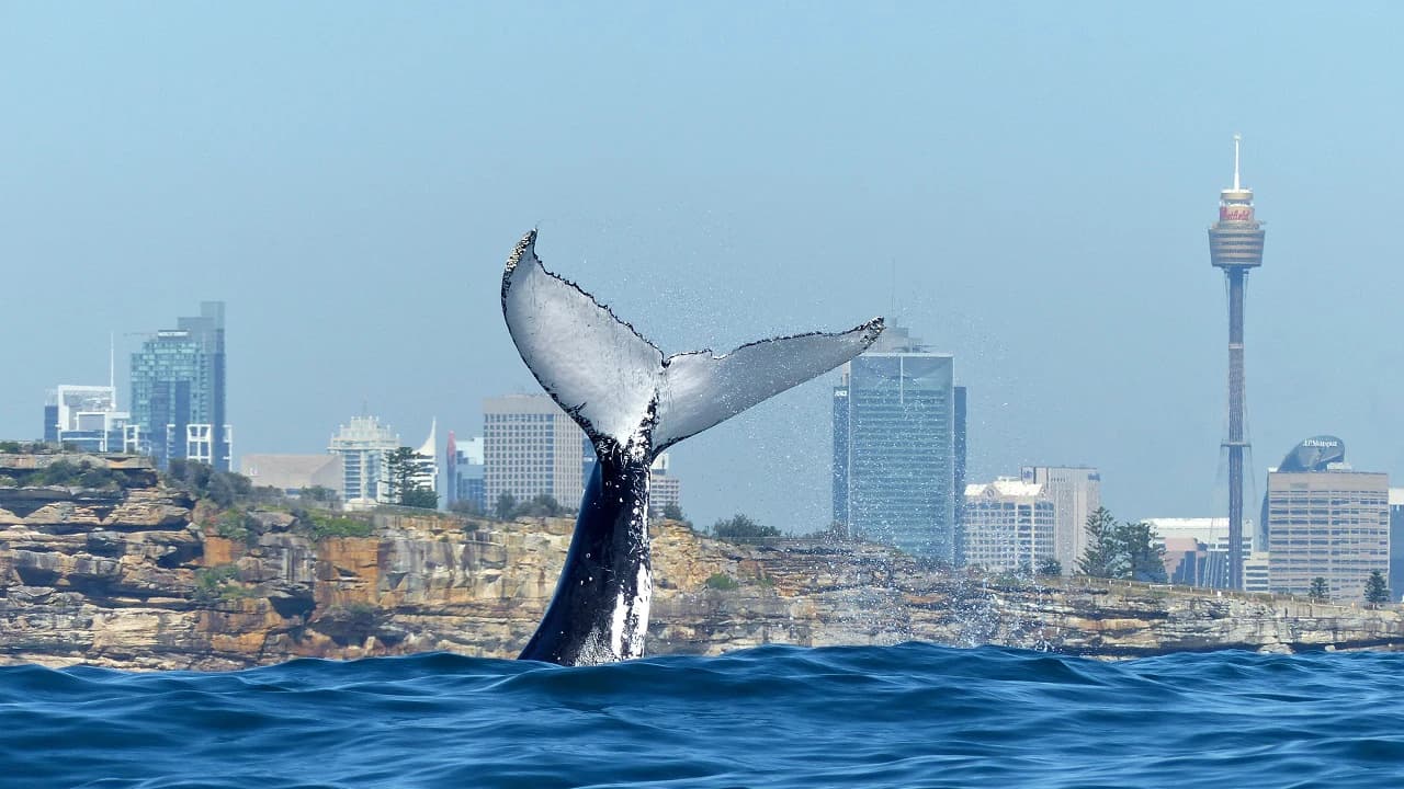 Sydney Whale Watching Cruise with Breakfast or Lunch with Sydney Princess Cruises - Photo 3