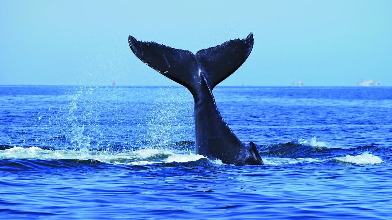 Sydney Whale Watching Cruise with Breakfast or Lunch with Sydney Princess Cruises - Photo 5