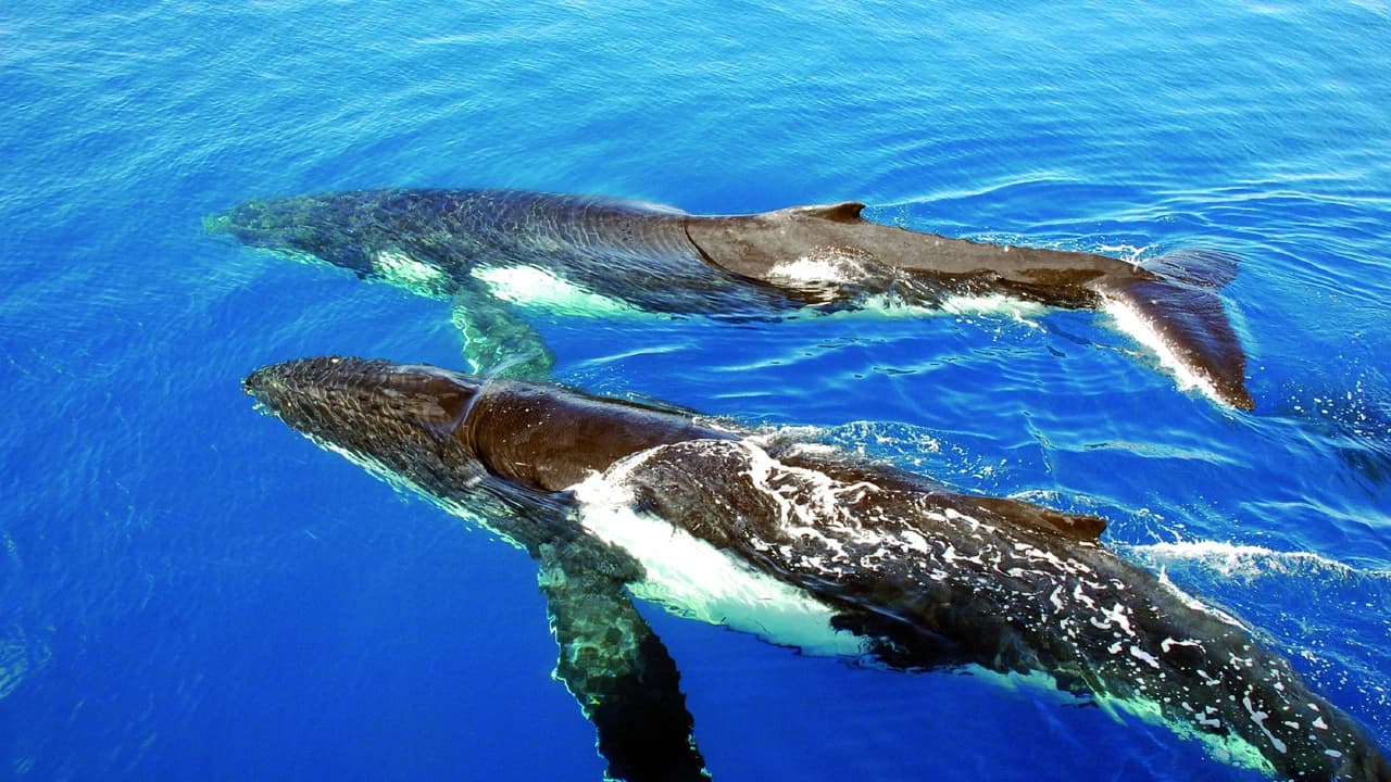 Sydney Whale Watching Cruise with Breakfast or Lunch with Sydney Princess Cruises - image 6