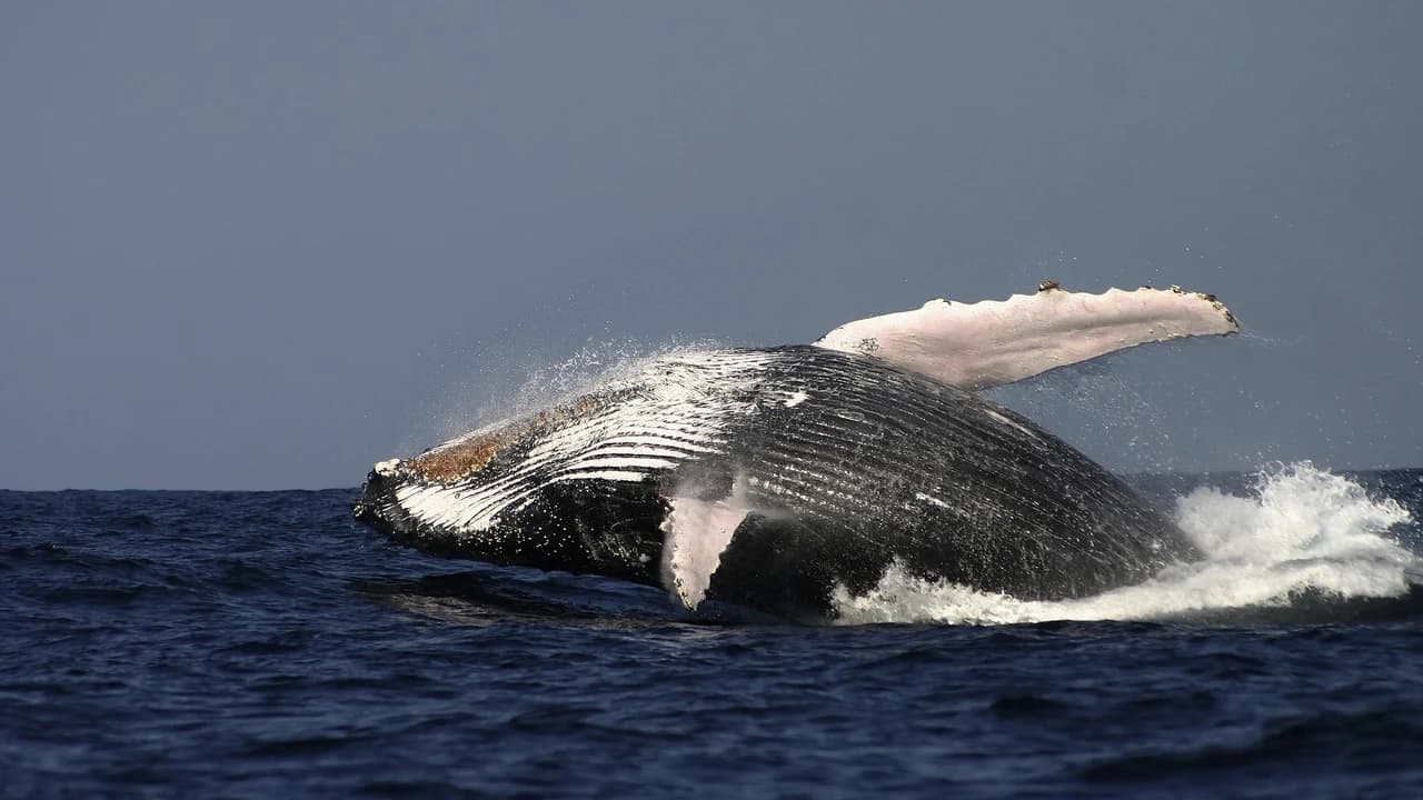 Sydney Whale Watching Cruise with Breakfast or Lunch with Sydney Princess Cruises - image 7