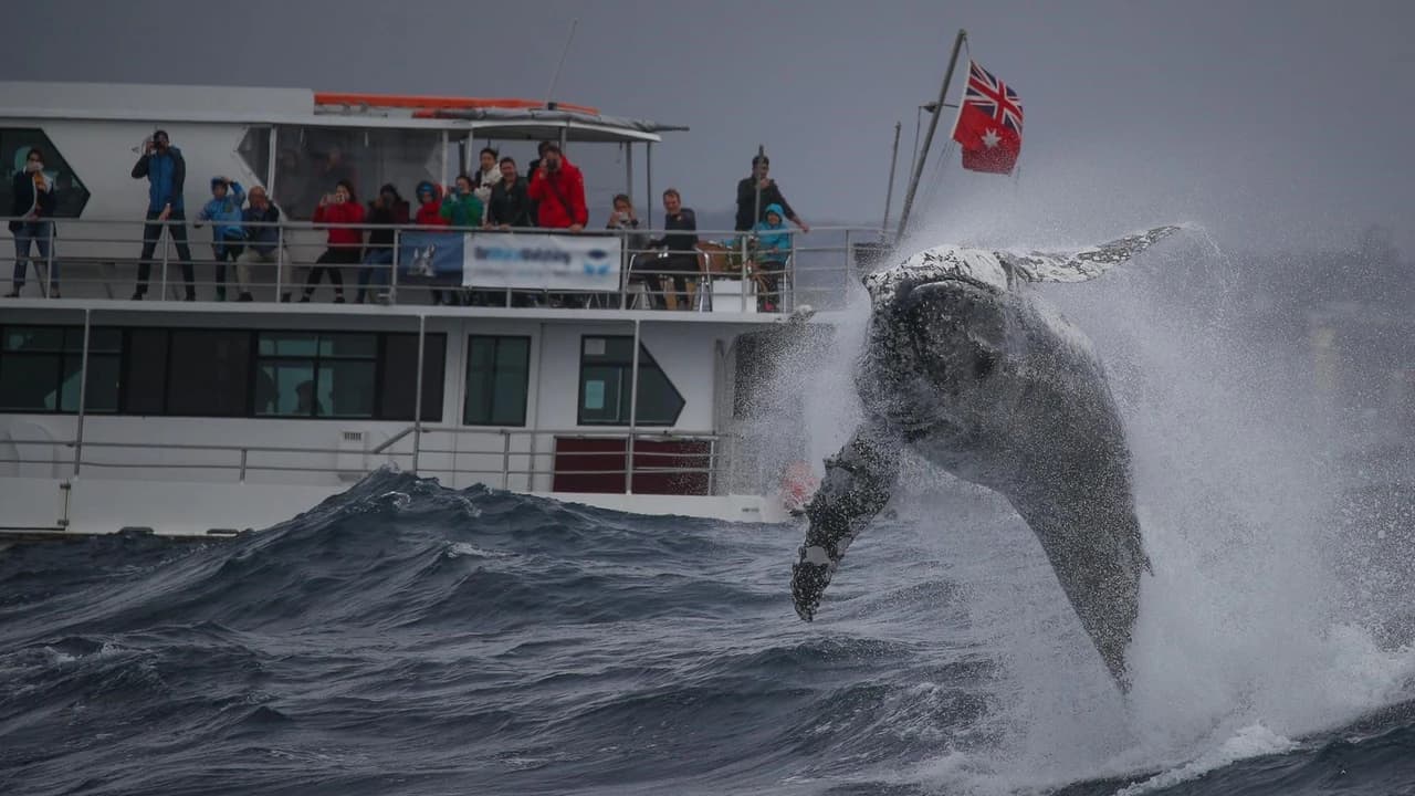 Sydney Whale Watching Cruise with Breakfast or Lunch with Sydney Princess Cruises - image 8
