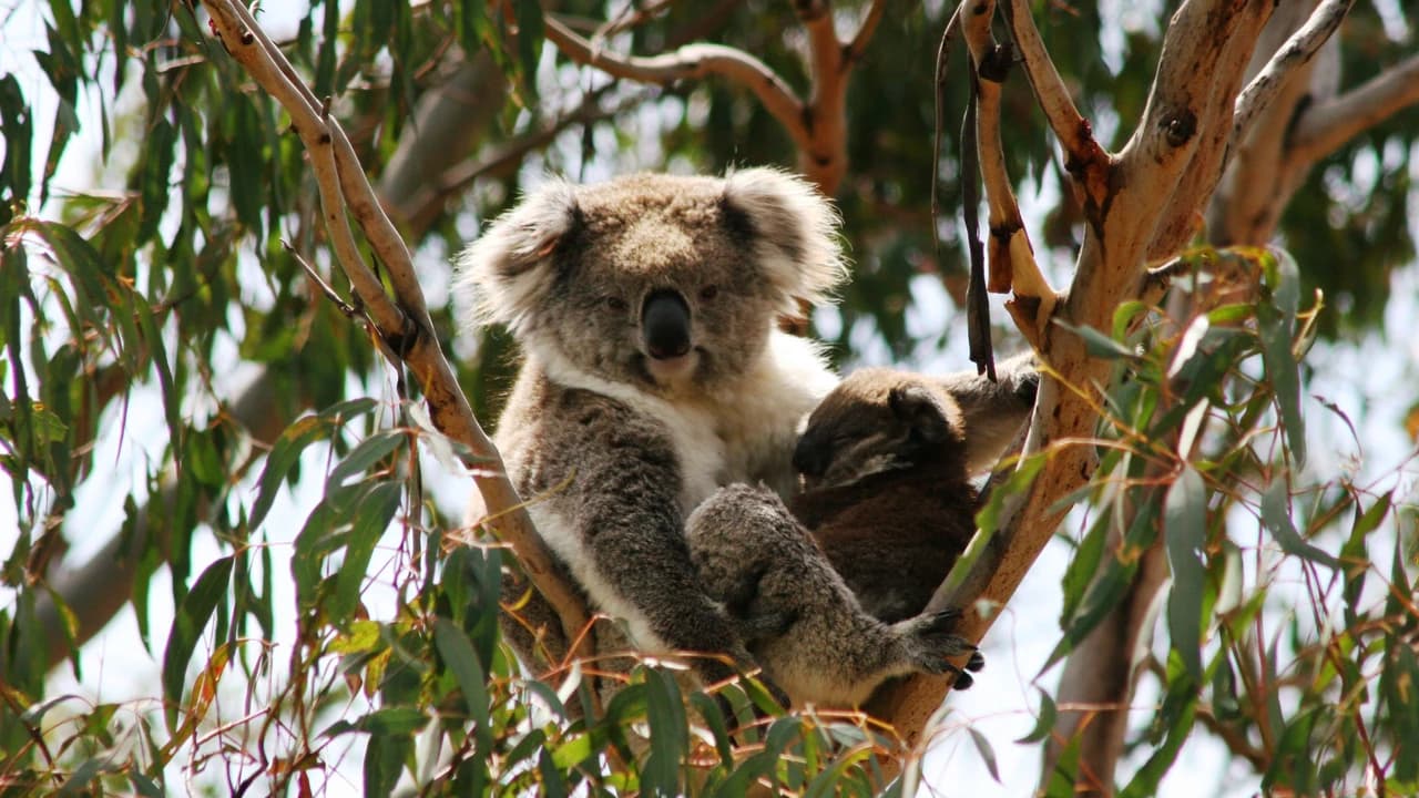 Phillip Island Nature Parks - Koala Conservation Reserve Ticket - Photo 1
